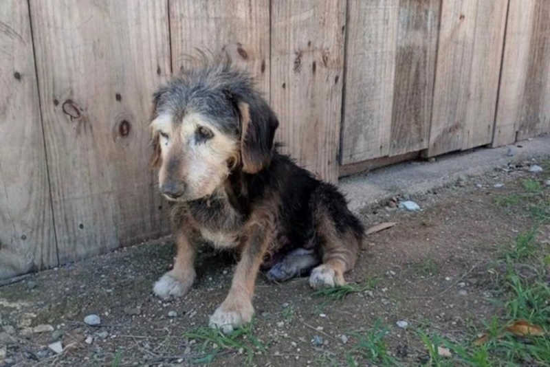 Cão resgatado não resiste e morre durante tratamento em Brusque (SC); ONG pede ajuda com custos