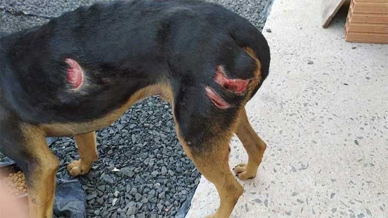 Cães comunitários são vítimas de maus-tratos no Alto da Tijuca, em Canoinhas, SC
