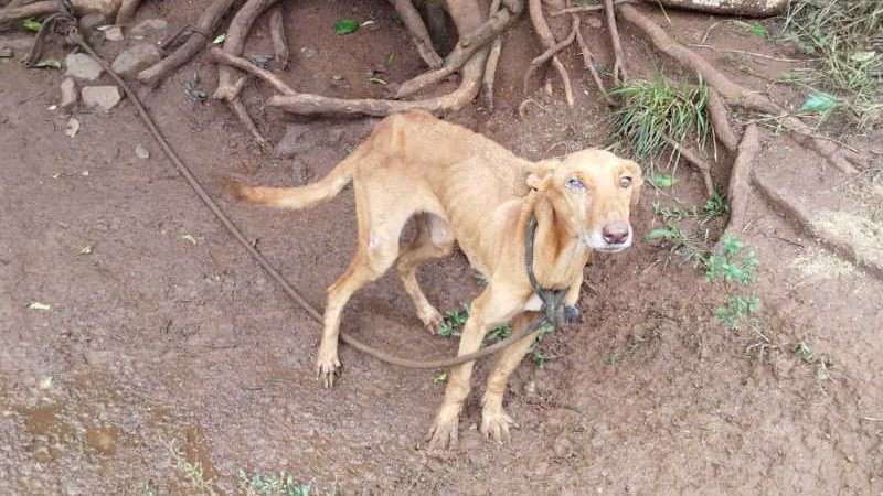 Cachorros em situação grave de maus-tratos são resgatados pela polícia em SC