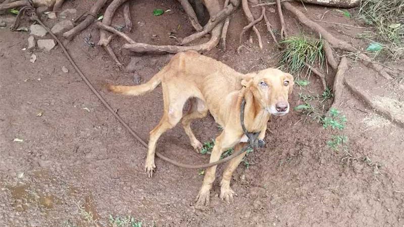 Cães em situação de maus-tratos, incluindo um com desnutrição severa, são resgatados em SC; VÍDEO