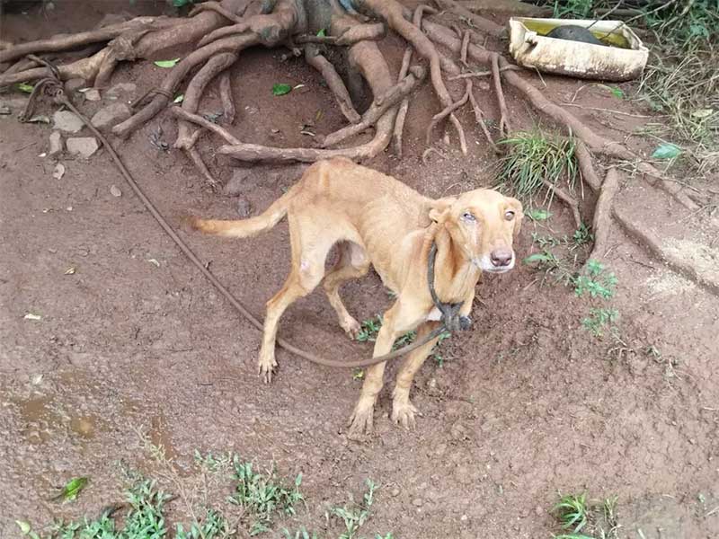 Cães em situação de maus-tratos, incluindo um com desnutrição severa, são resgatados em SC; VÍDEO