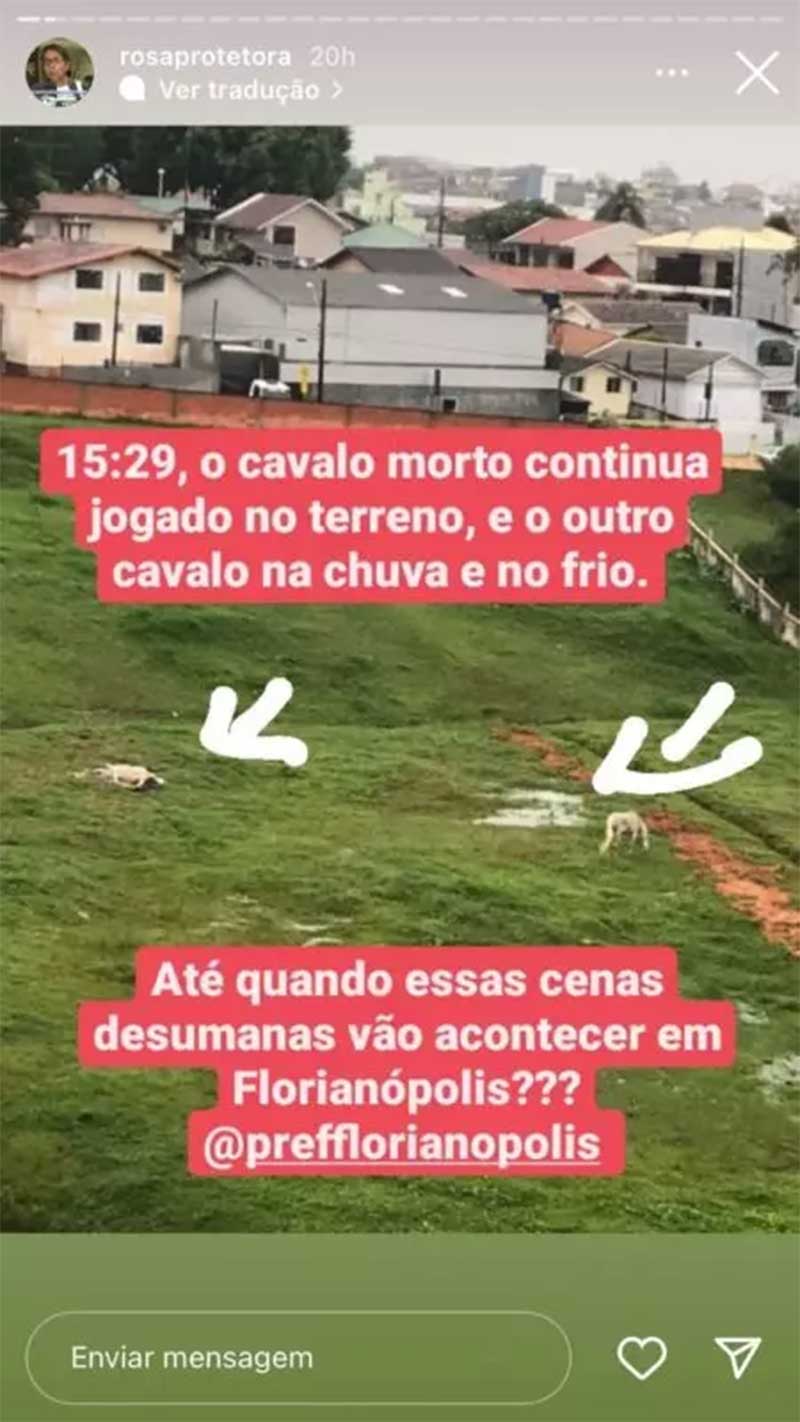 Cavalo ‘monta guarda’ ao lado de égua morta até retirada do corpo em Florianópolis, SC