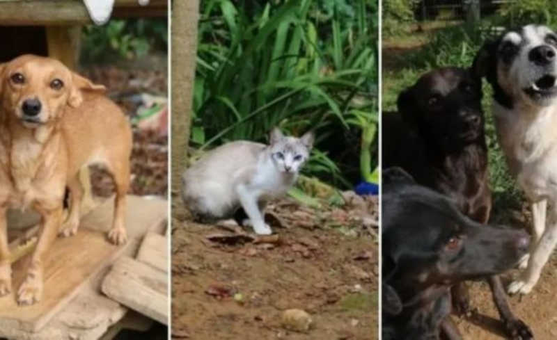 Cães e gatos ficam órfãos após morte de protetora em SC