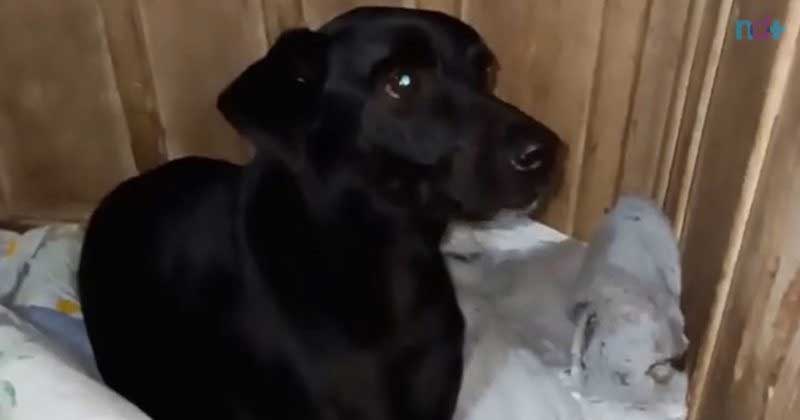 Cachorro ‘deprimido’ não come nem sai do quarto após morte de tutora em SC; VÍDEO