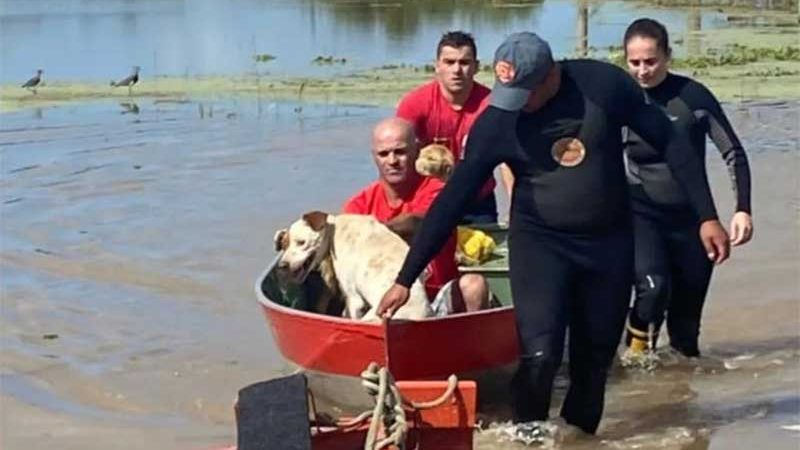 Cadela e filhotes ilhados são resgatados em Santa Catarina