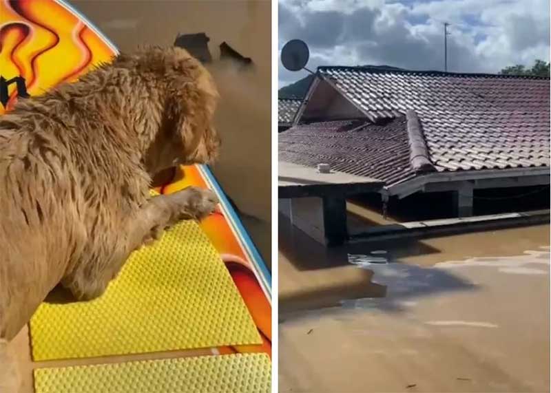 Homem resgata cachorro ilhado em enchente de SC com prancha de stand up; VÍDEO