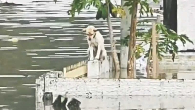 Cachorro é salvo depois de ficar ilhado em cima de um muro em Tubarão, SC; VÍDEO