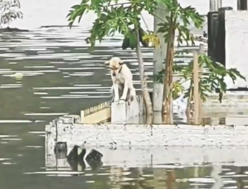 Cachorro é salvo depois de ficar ilhado em cima de um muro em Tubarão, SC; VÍDEO
