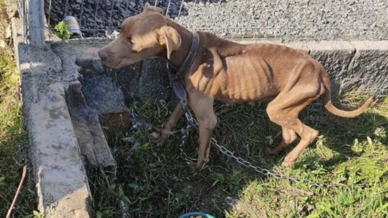 Polícia Civil resgata cachorra magérrima e ferida em Turvo, SC