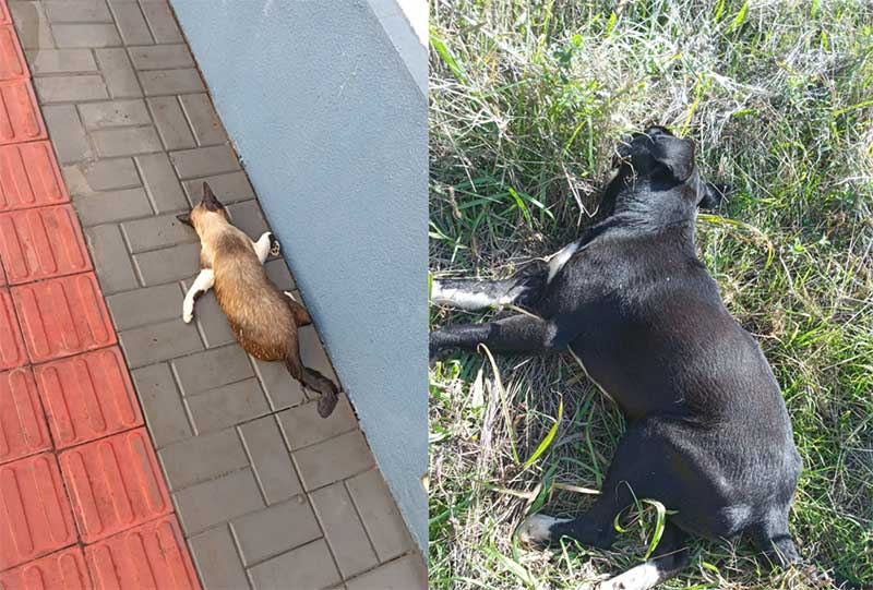 Moradores denunciam envenenamento de cães e gatos no Loteamento Bem Morar, em Xanxerê ,SC