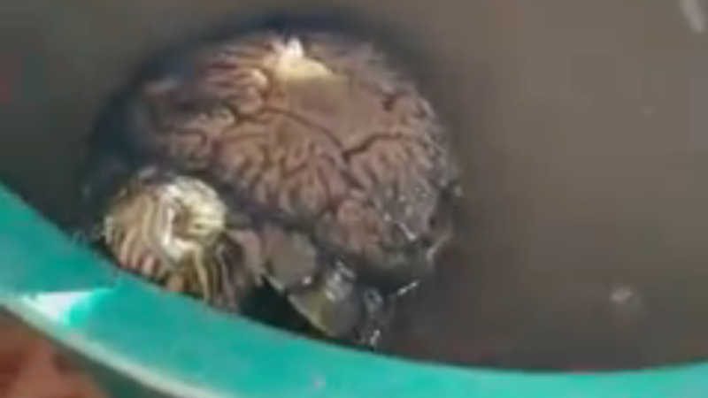 Vídeo mostra tartaruga resgatada em condições de maus-tratos em Gaspar, SC