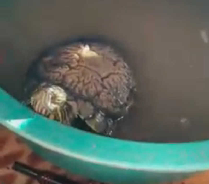 Vídeo mostra tartaruga resgatada em condições de maus-tratos em Gaspar, SC