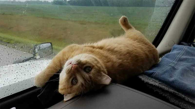 Caminhoneiro adota gatinho machucado e ganha companheiro de viagens e para a vida