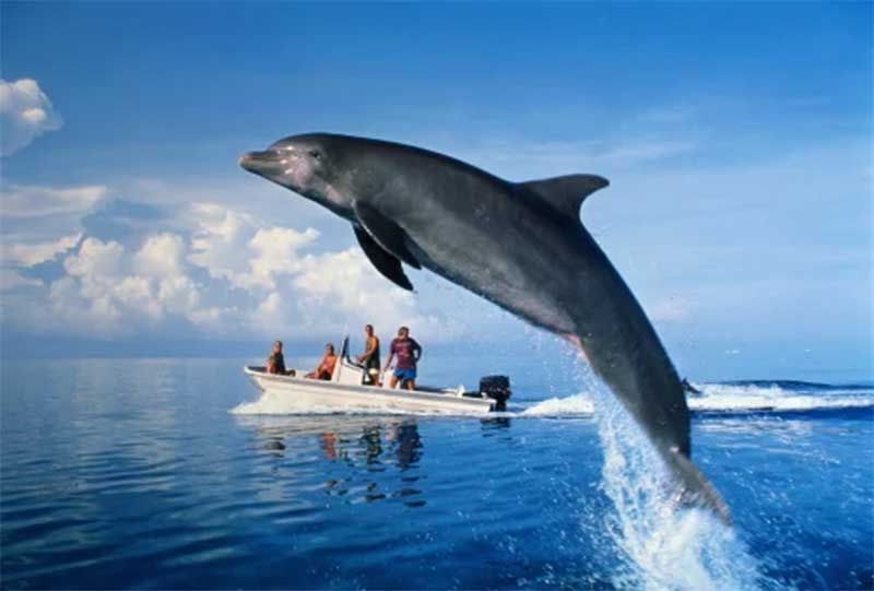 Embarcações devem manter, no mínimo, 300 metros de distância de golfinhos, botos e baleias segundo a legislação