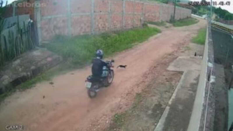 Condutor da motocicleta viu o sofrimento do animal, não prestou socorro e foi indiciado por maus-tratos. (Foto: SSP/SE)
