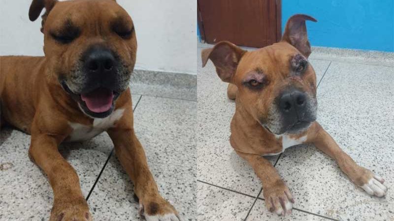 Animais vítimas de maus tratos são atendidos pelos profissionais do Centro de Atendimento Animal de Santo Antônio de Posse, SP
