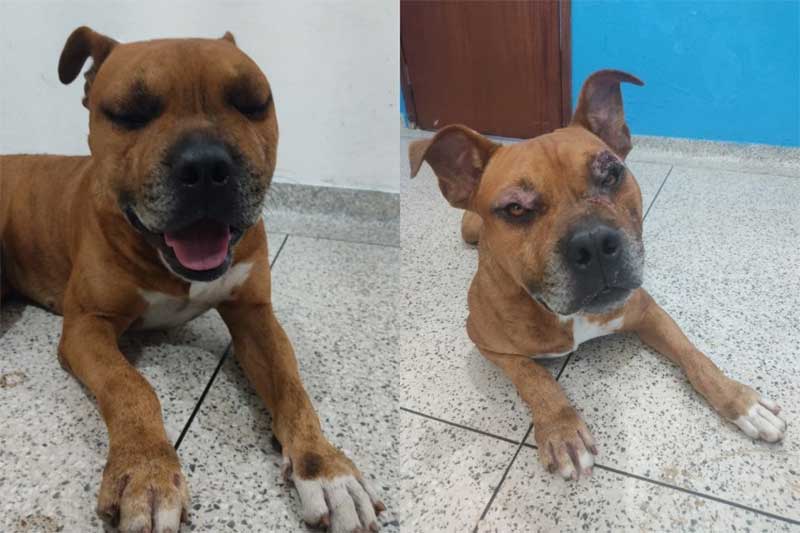 Animais vítimas de maus-tratos são atendidos pelos profissionais do Centro de Atendimento Animal de Santo Antônio de Posse, SP