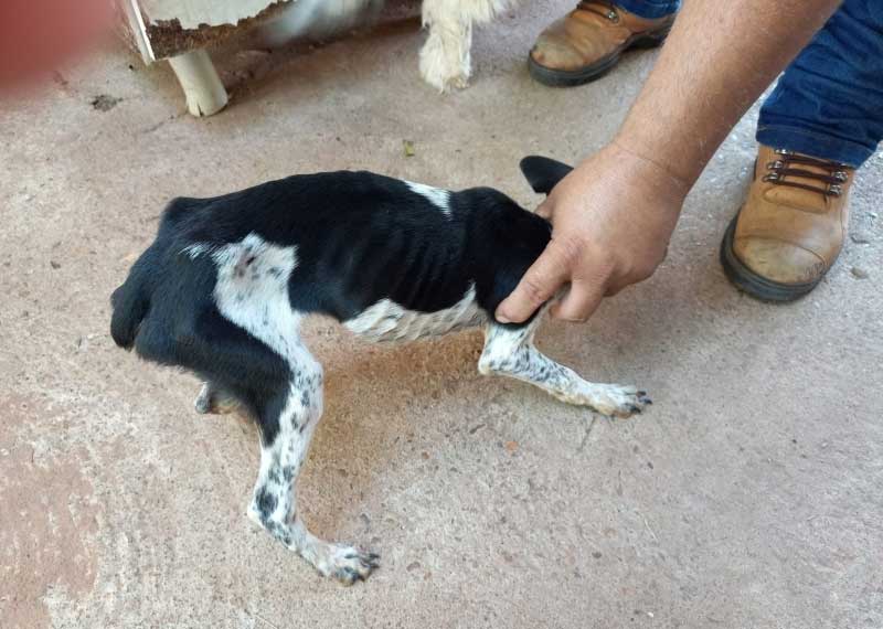 Mulher é presa por maus tratos a animais em Andradina, SP
