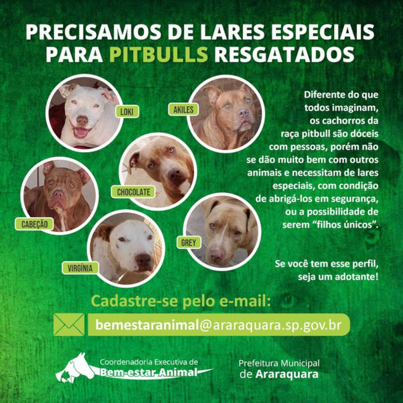 Bem-estar Animal procura adotantes para pit bulls resgatados em Araraquara, SP