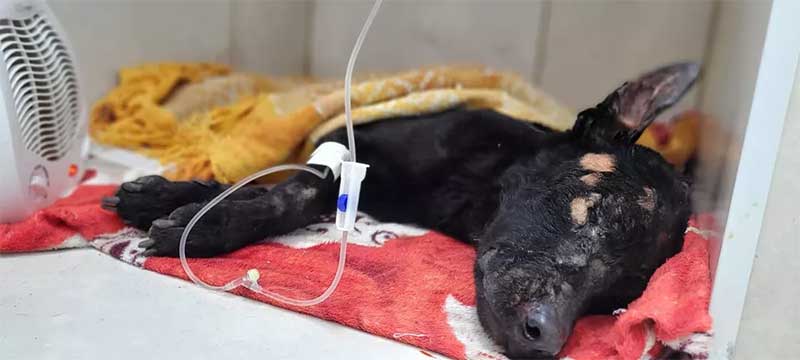 Cão recebeu o nome de Valente após ter sido resgatado em Bauru — Foto: Julio César / Arquivo pessoal