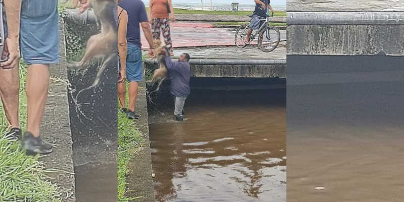 Homem salva cão que caiu em canal em Bertioga, SP
