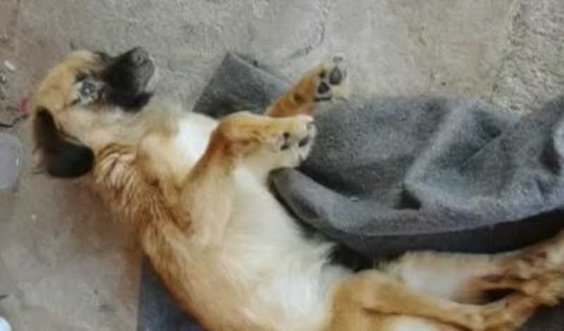 Vigilância e PM resgatam cão em situação de maus-tratos em Botucatu, SP