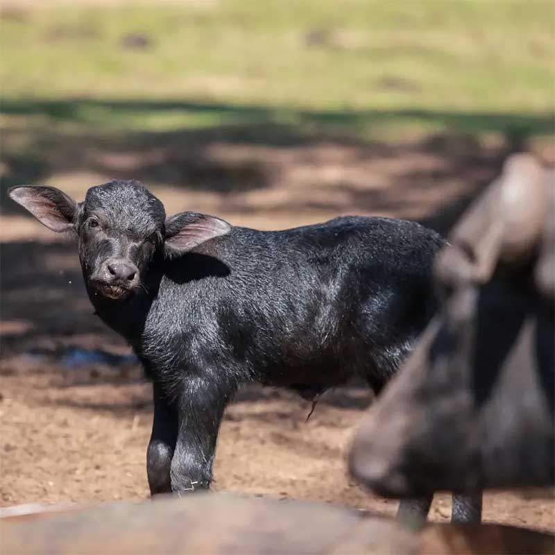 Bezerro de búfala nascido em fazenda de Brotas — Foto: ONG ARA/Reprodução