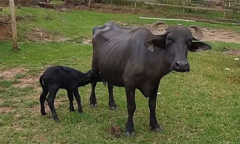 Primeiros filhotes das búfalas de Brotas — Foto: Divulgação