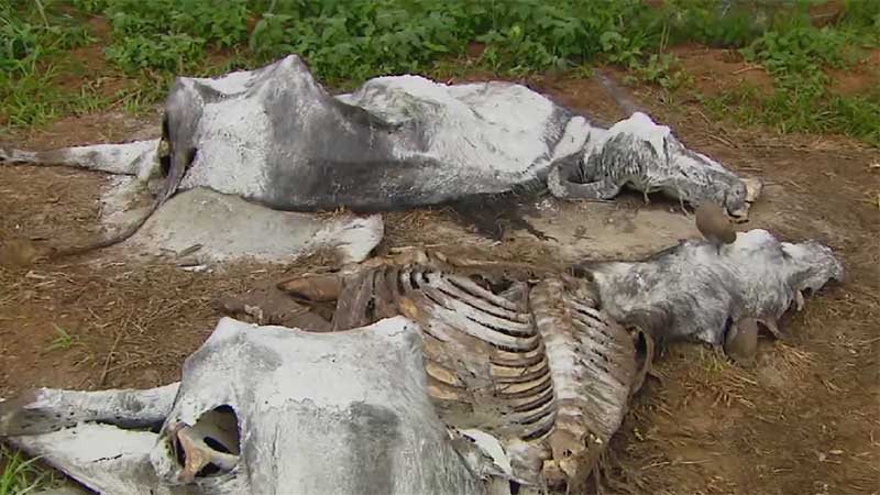 Carcaças de animais vítimas de maus-tratos em Brotas são enterradas — Foto: Reprodução EPTV