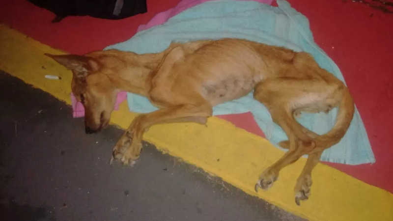 Cachorra é encontrada agonizando dentro de saco de lixo em Campinas, SP