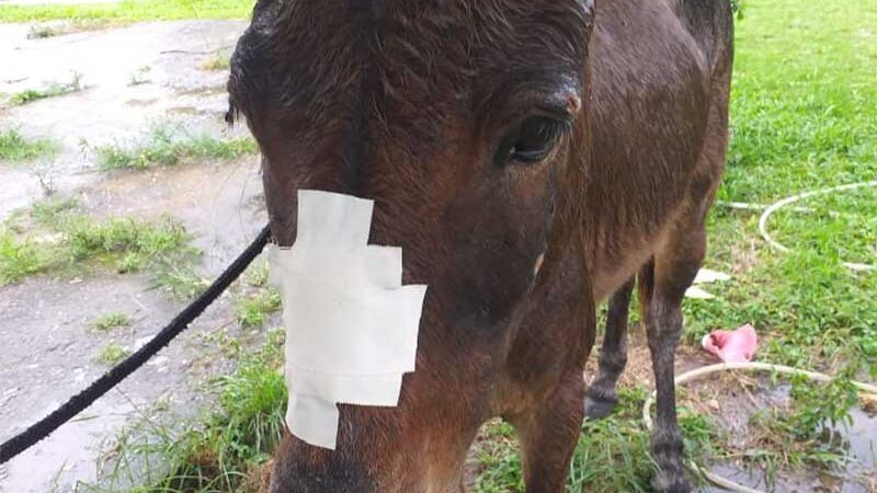 Polícia Civil identifica autor de maus-tratos contra mula em Capela, SE