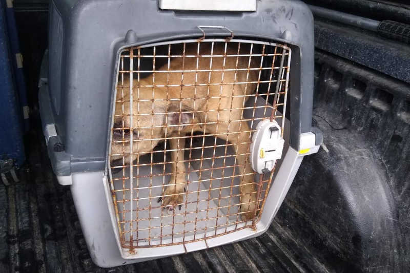 PM Ambiental resgata cães em situação de maus-tratos na Martim de Sá, em Caraguatatuba