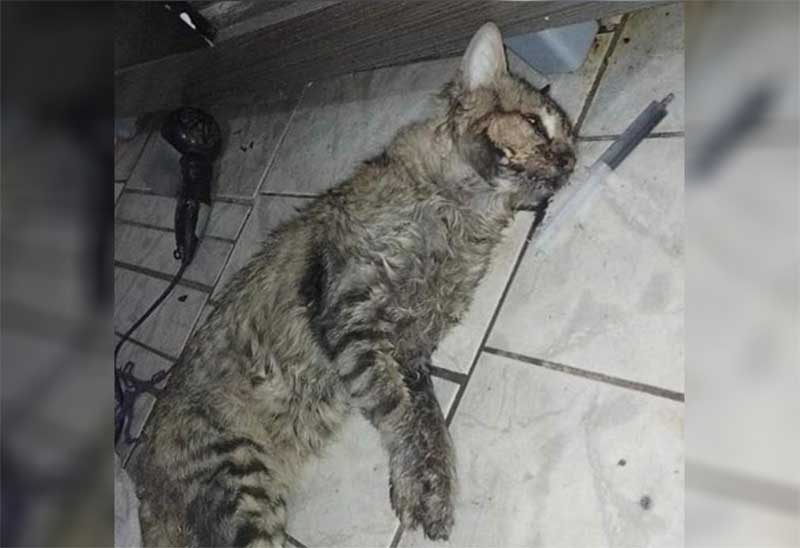 Moradora denuncia envenenamento de gatos em Carapicuíba, SP