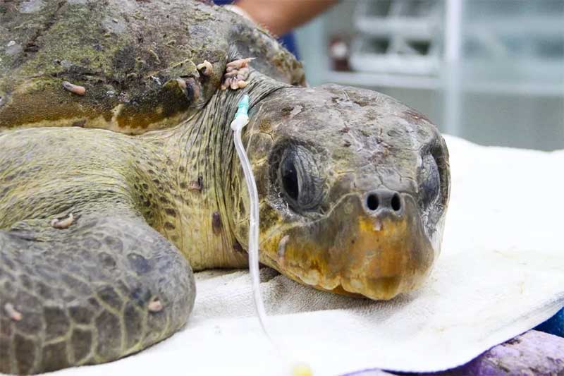 Tartaruga desidratada e com sanguessugas pelo corpo é resgatada no litoral de SP