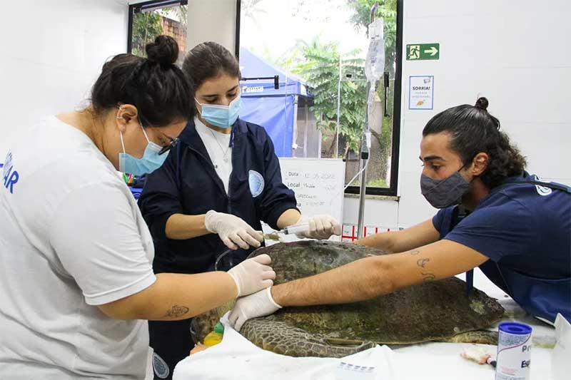 Tartaruga em perigo de extinção é resgatada com sanguessugas por todo o corpo em Guarujá, SP. — Foto: Divulgação/ Projeto Gremar