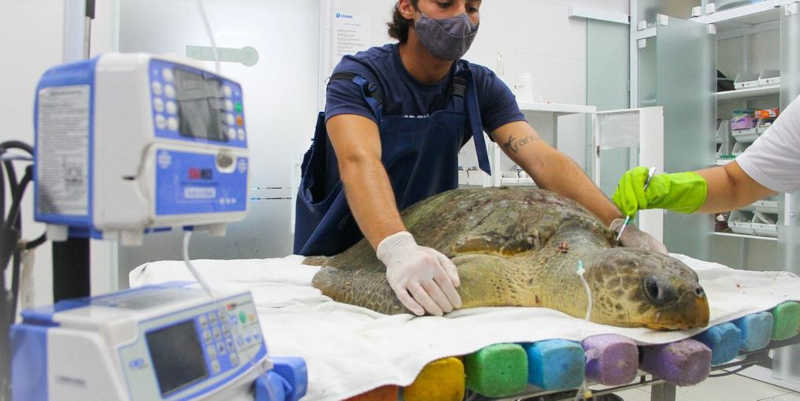 Tartaruga-oliva é resgatada e inicia reabilitação em Guarujá, SP