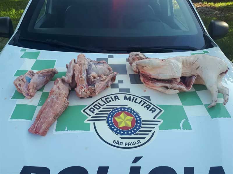 Quatro homens são multados em R$ 22 mil por transportar animais silvestres mortos dentro de carro, no interior de SP