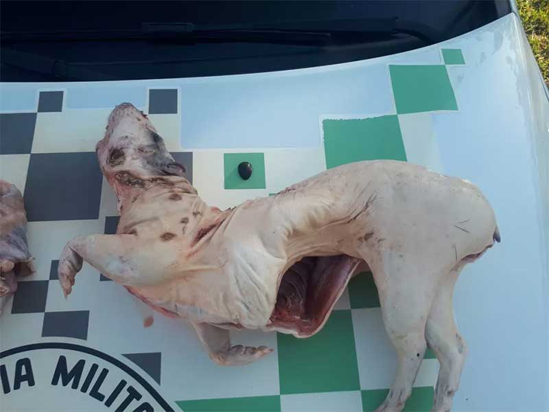 Foi encontrada uma paca, espécie de grande roedor da Mata Atlântica, pesando 6 kg — Foto: Divulgação/ Polícia Militar Ambiental