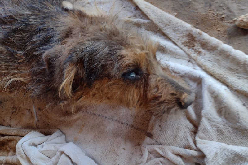 Sem socorrer cão envenenado há três dias, tutor é detido e multado por maus-tratos: ‘não tive tempo’