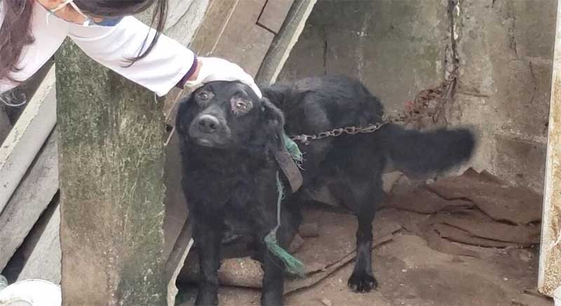 Operação resgata cães em situação de maus-tratos em Itanhaém, SP