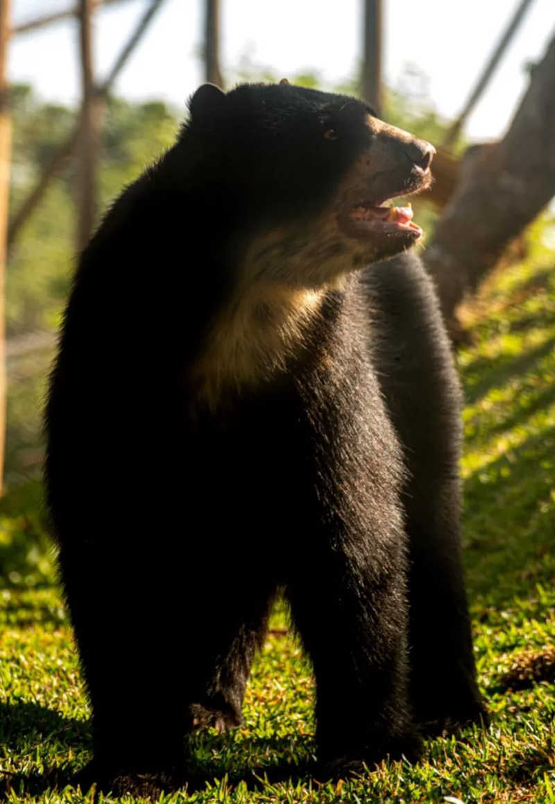 Santuário de animais em Joanópolis recebe urso de zoológico de Piracicaba, SP