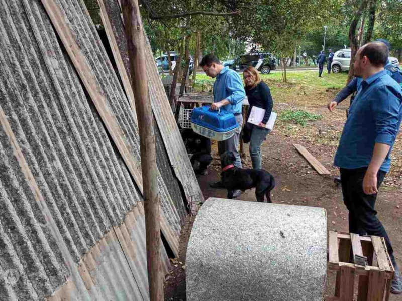 Homem é preso em flagrante após matar cachorro à pauladas e ferir outro em Jundiaí