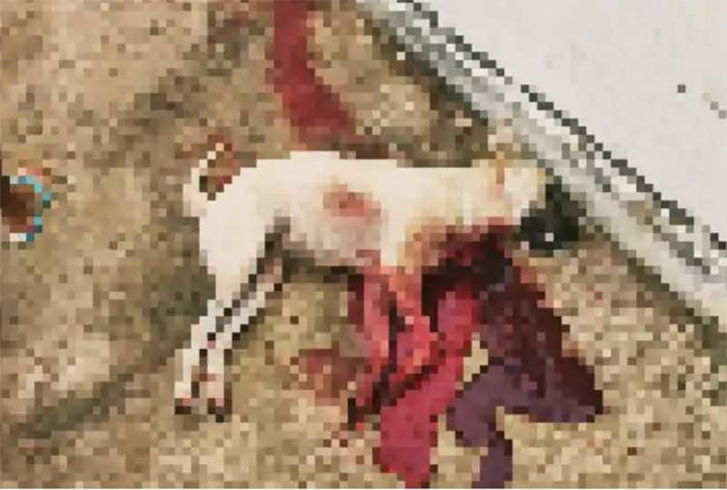 Cachorros encontrados sem vida em Monteiro (PE), podem ter sido mortos com facada e pauladas