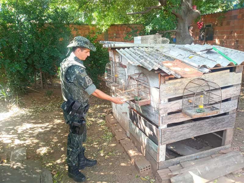 Morador de Osvaldo Cruz (SP) é autuado em R$ 9 mil por manter 17 aves em cativeiro e usar pássaro como ‘chama’ em armadilha