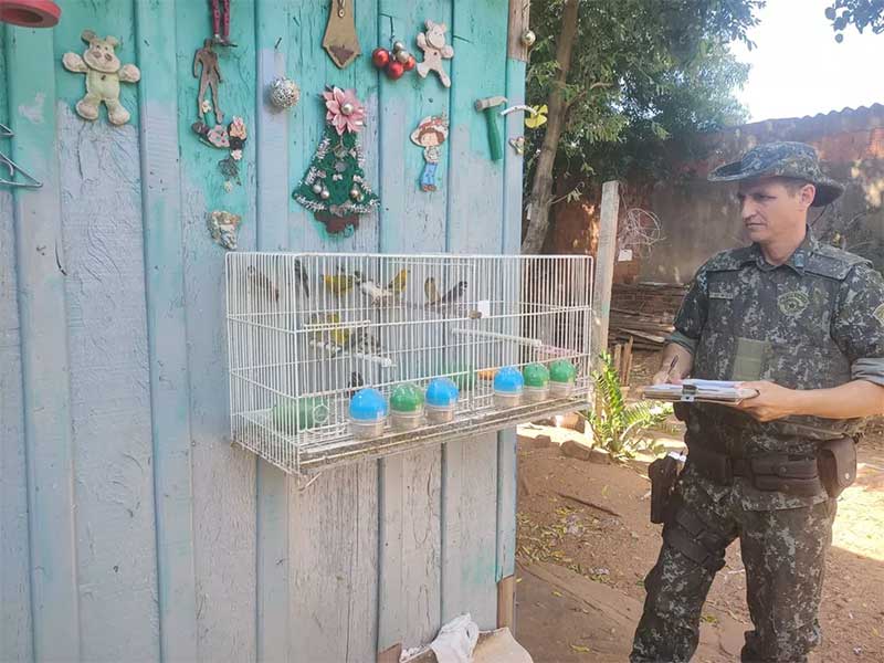 Polícia Ambiental resgatou 17 aves que eram mantidas em cativeiro — Foto: Polícia Ambiental