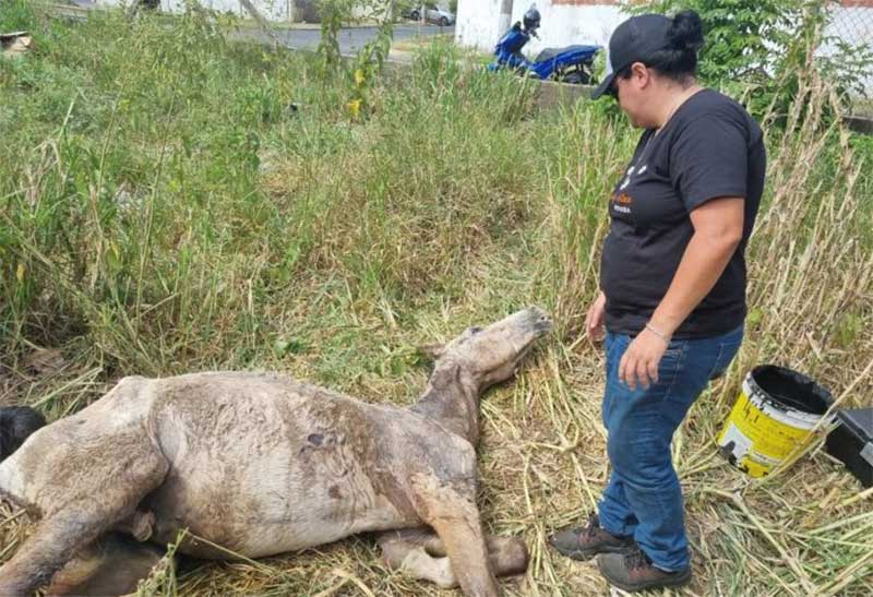 Cavalo é socorrido em Piracicaba (SP) após receber várias facadas em todo o corpo