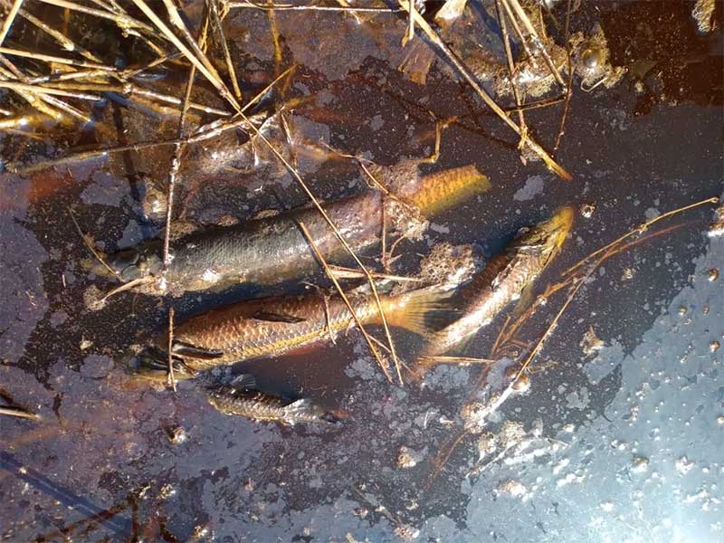 Cetesb confirma morte de peixes por despejo de vinhaça em afluente do Rio Piracicaba, em SP