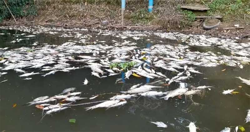 Centenas de peixes foram encontrados mortos nas margens do Rio Piracicaba — Foto: Edijan Del Santo/EPTV