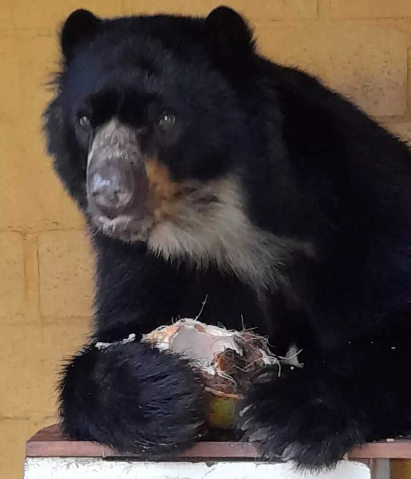 Juco está no Zoo de Piracicaba desde agosto de 2018 — Foto: Divulgação/ Zoológico Municipal de Piracicaba