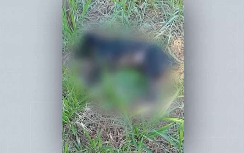 Cadela com perfuração e filhote com sinais de envenenamento são achados mortos em Ribeirão Preto, SP